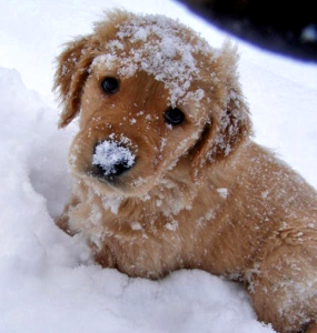 щенок в снегу