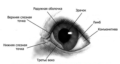 Как лечить конъюнктивит у собак?